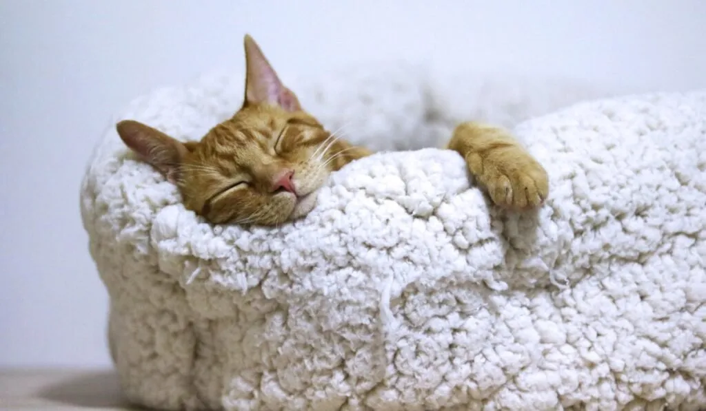 best direction to sleep